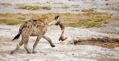 Hyena is running with a leg of a zebra