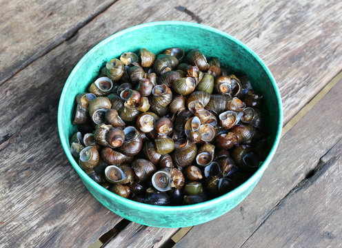 Periwinkle raw for curry, thai food.
