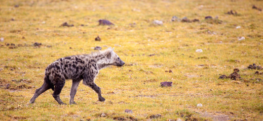 Naklejka na ściany i meble Hyena is running over the grassland, Kenya