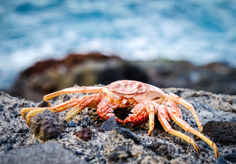 crab on a rock