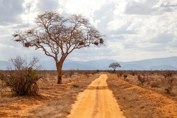 Fototapeta na wymiar Trees by the road, scenery of Kenya, with hills in the far