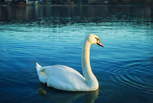 A flock of swans floating on the Danube River