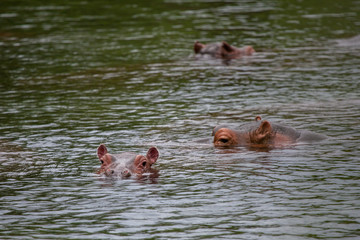 Hippos in the water, Kenya