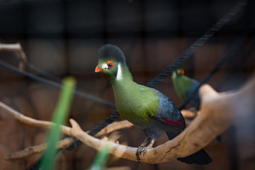 Monkey Park, Tenerife