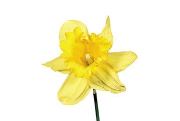 Yellow narcissus flower on white background
