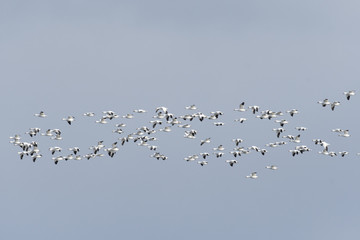 ハクガン(snow goose)