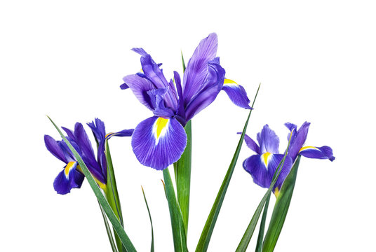 Irises flowers on white
