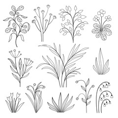 floral vector collection