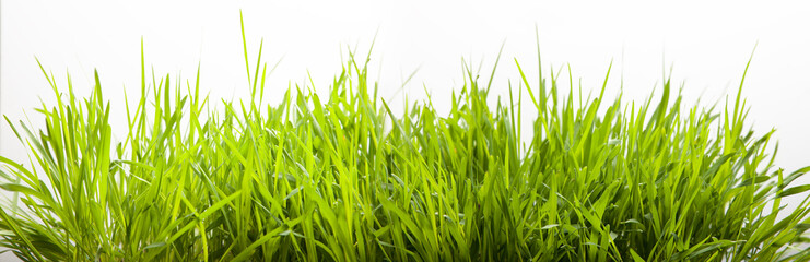 Fototapeta na wymiar green grass for lawn gresh isolate on white