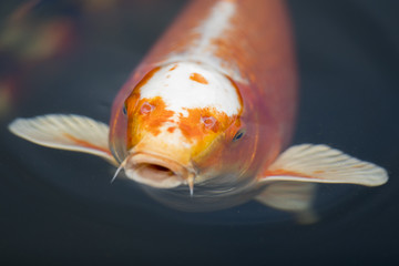 Koi im Gartenteich 