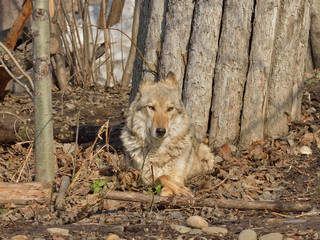 Wolf stands (Canis lupus) lies on ground