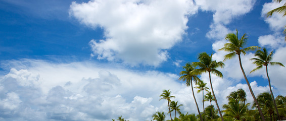 Palm trees and blue sky .