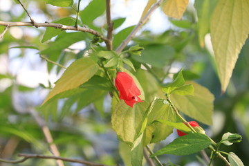 タイリンヒメフヨウ