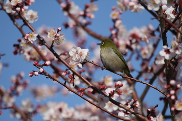Fototapeta premium 梅の花とメジロ