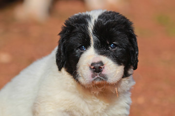 puppy landseer