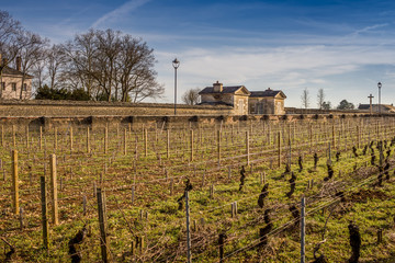 andains de bois dans les vignes