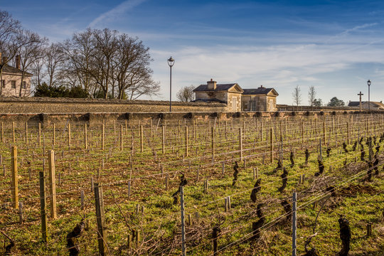 andains de bois dans les vignes