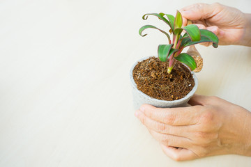 people hand holding spoon of stone and pouring into a plant pot on wooden table with concept of take care of thing to grow