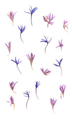 Fototapeta na wymiar Dry pressed thin translucent petals of cornflower perspective, delicate vivid blue flowers isolated