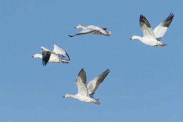 ハクガン(snow goose)