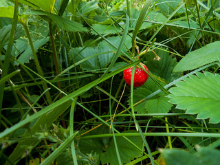 Strawberry on a branch in the grass