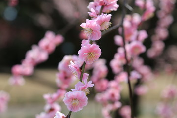 紅梅の花