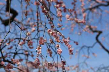 紅梅の花