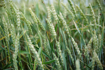Ripe ears of wheat