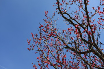 紅梅の花