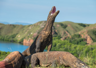 The Komodo dragon (Varanus komodoensis) stands on its hind legs and open mouth. It is the biggest living lizard in the world. On island Rinca. Indonesia.