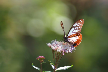 フジバカマにアサギマダラ