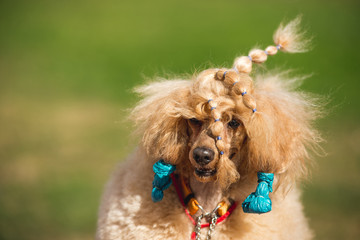 Poodle at the exhibition, training