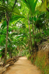 Rain forest of Valee de Mai