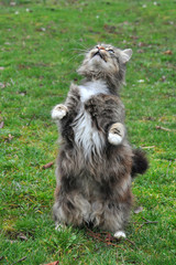 Hungry Norwegian Cat standing upright and trying to get the bird