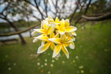 Plumeria flower pink and white frangipani tropical flower