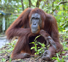 Close up Portrait of Bornean orangutan in the wild nature. Central Bornean orangutan ( Pongo pygmaeus wurmbii ) in natural habitat. Tropical Rainforest of Borneo.Indonesia