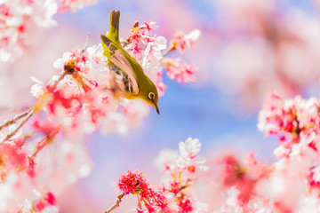 The Japanese White eye.The background is winter cherry blossoms. Located in Tokyo Prefecture Japan.