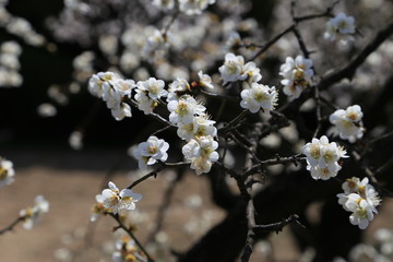 白梅の花