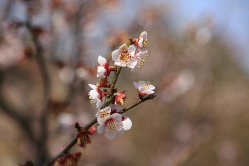 白梅の花