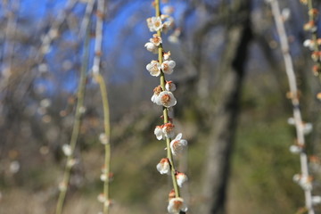 白梅の花