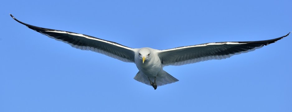 Flying Kelp gull (Larus dominicanus), also known as the Dominican gull and Black Backed Kelp Gull. False Bay, South Africa