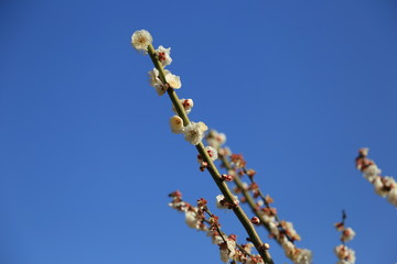 白梅の花