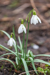 Snowdrops in the wild forest tree bed indicate coming of spring.