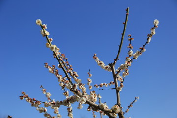 白梅の花