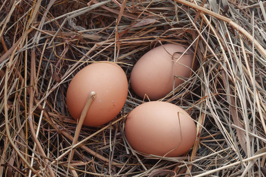 Laying of 3 eggs in a nest of dry grass