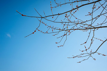 kidney blossoms on a branch against the blue sky