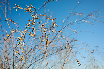 kidney blossoms on a branch against the blue sky