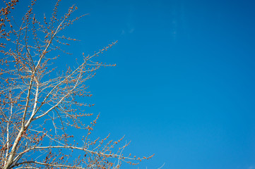 kidney blossoms on a branch against the blue sky