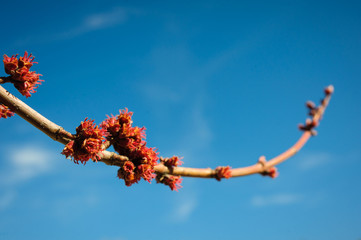 kidney blossoms on a branch against the blue sky