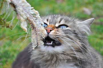 Naklejka na ściany i meble Hungry Norwegian cat eats fish's bones, Fluffy cat eat fish